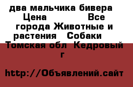 два мальчика бивера › Цена ­ 19 000 - Все города Животные и растения » Собаки   . Томская обл.,Кедровый г.